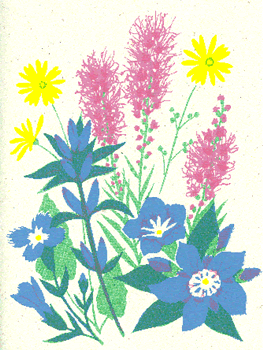 Gentians, Liatris and Compass Plant